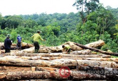 Vietnam and the EU signed the VPA/FLEGT: Promoting the development of the timber industry