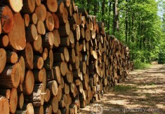 TIMBER EXPORT SHALL HAVE A CHANCE TO REACH US$8 BILLION